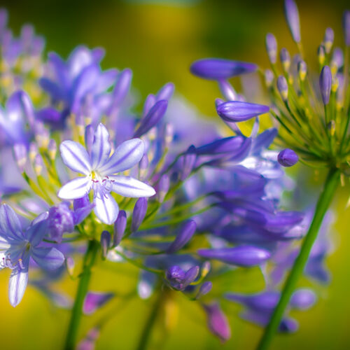 The Agapanthus